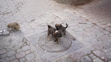 Cachorros-Jugando-En-La-Calle-Pavimentada-De-Essaouira-En-Marruecos