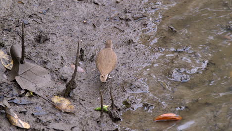 Un-Hermoso-Pájaro-Pequeño-Andarríos-Caminando-Por-La-Orilla-Fangosa-Y-Comprobando-Su-Entorno---Cámara-Lenta