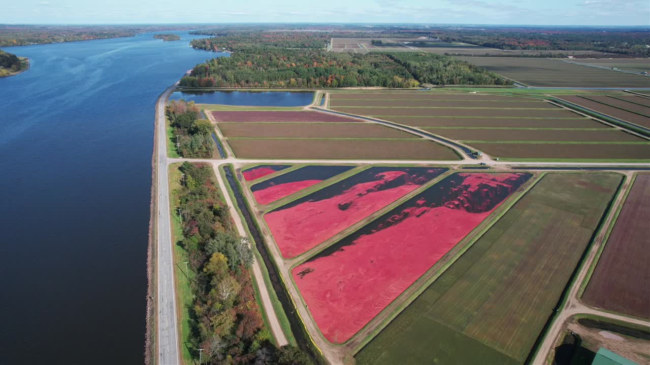 en el otoño, los pantanos de arándanos están listos para la cosecha en el centro de wisconsin
