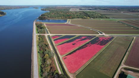 in the fall, cranberry marshes are ready for harvest in central wisconsin