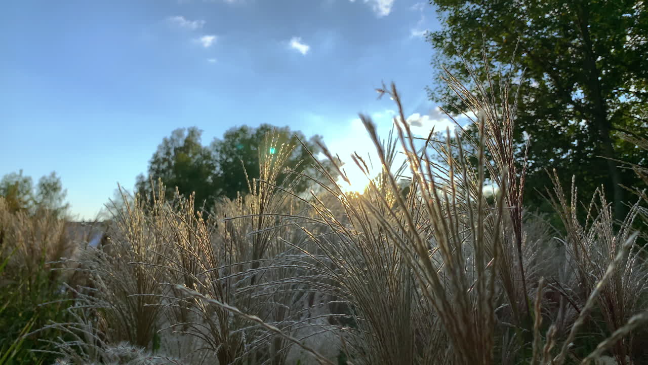 일출의 낮은 각도 와이드 샷, 녹색 식물 사이의 푸른 하늘