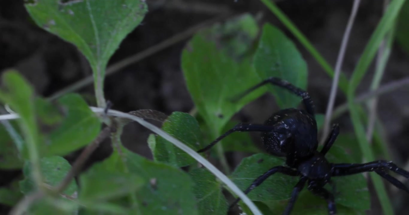 Handheld video of a black widow spider crawling fast across the ground and under leaves