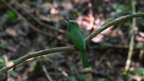 Von-Seinem-Rücken-Aus-Gesehen,-Schaut-Er-Sich-Um-Und-Fliegt-Dann-Nach-Links,-Blaubärtiger-Bienenfresser-Nyctyornis-Athertoni,-Thailand