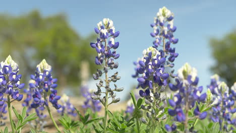 texas wildflowers blooming in the spring, bluebonnets and various other flowers