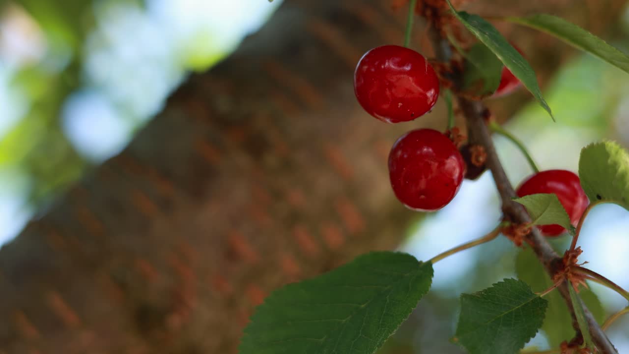 가지 에 있는 체리