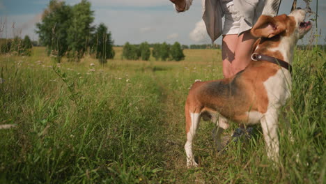 dog trainer holding leash and red toy while dog runs towards her with excitement in grassy field, woman bends down encouraging her dog during fun training session on sunny day