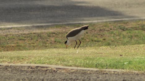 plover de ala de regazo enmascarado de pie en las hierbas al lado de la carretera picoteando