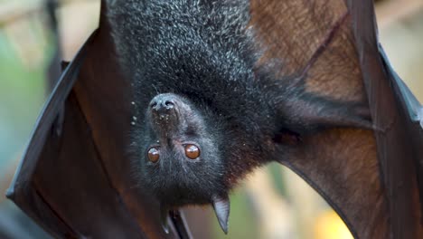 close up shot of pteropus vampyrus hanging upside down and spitting rests of food