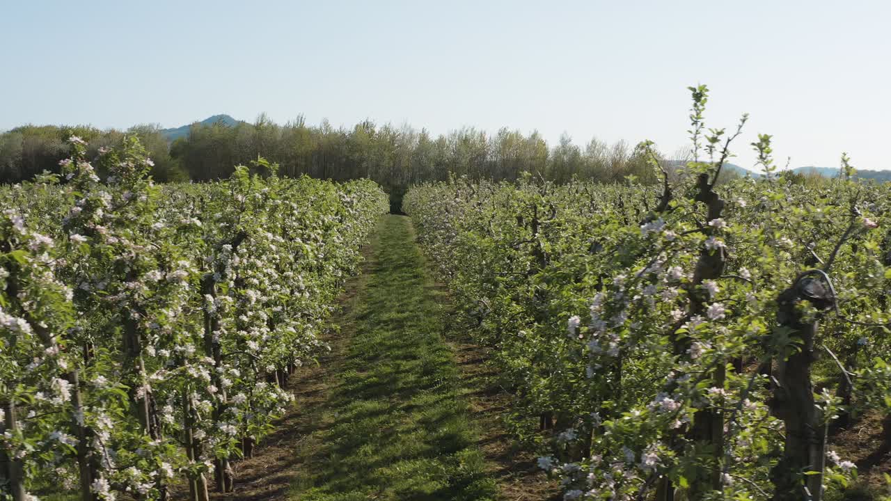 Drone - aerial shot of a sunny white apple blossom with bees on a big field 25p
