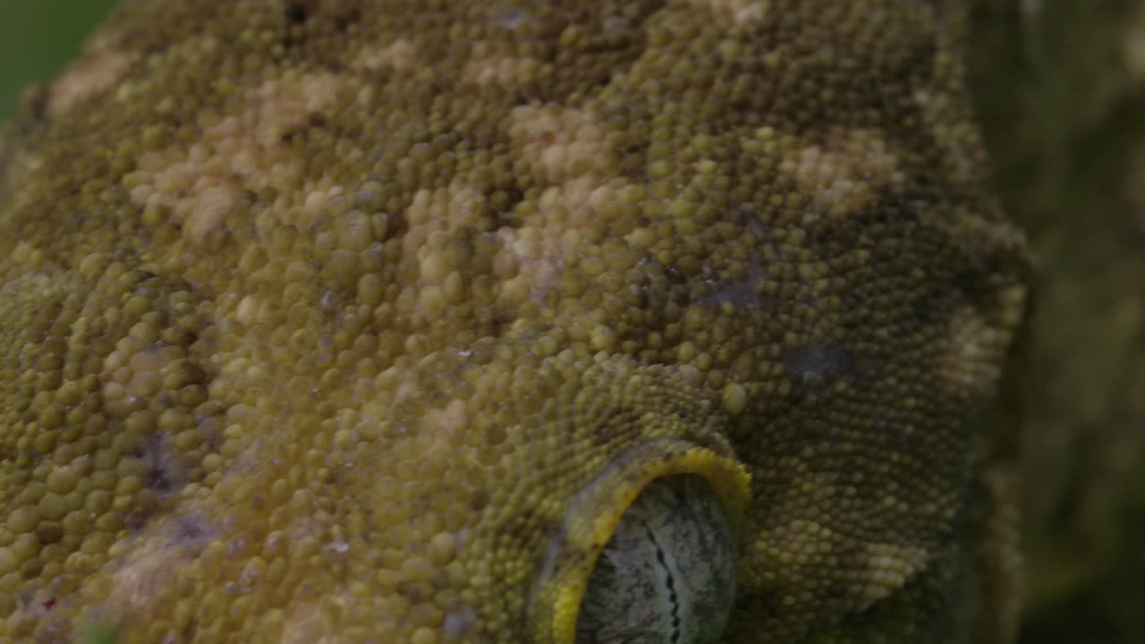 cerrar macro de los ojos de gecko de nueva caledonia