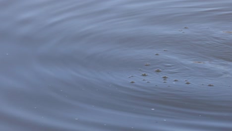 progressive dispersion of ripples and floating debris