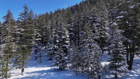 aerial view of forest landscape after first snowfall in pine tree forest