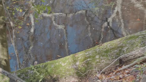 Moss-on-fallen-tree-near-flowing-Wissahickon-Creek