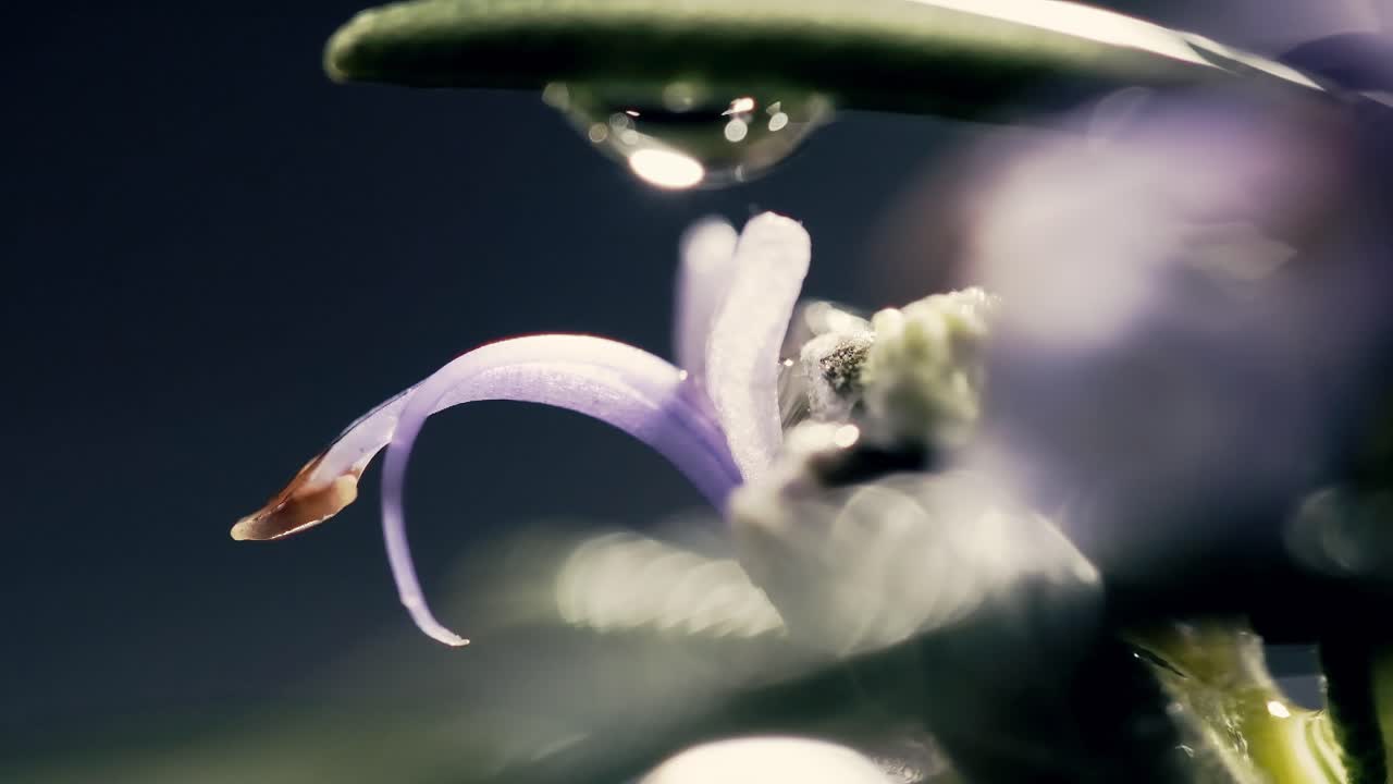Cinematic macro shot of a purple rosemary flower on its plant as a water droplet falls onto it in super slow motion. With the elegance of motion with shallow depth of field and artistic lighting