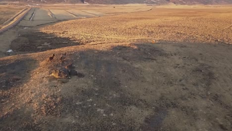 beautiful shot of icelandic horses running dramatically into the sunset