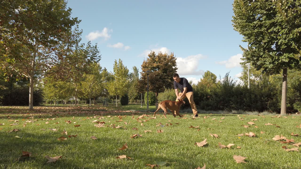 Young man playing and training with a dog. Brown boxer dog