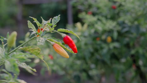 close-up footage of a ripe, red chilli hanging on a branch growing on a plant in bali, indonesia, showcasing its vibrant and fresh appearance