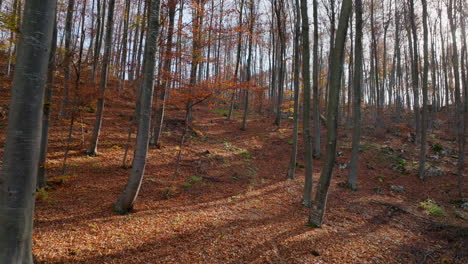 sunlight filtering through autumn forest trees