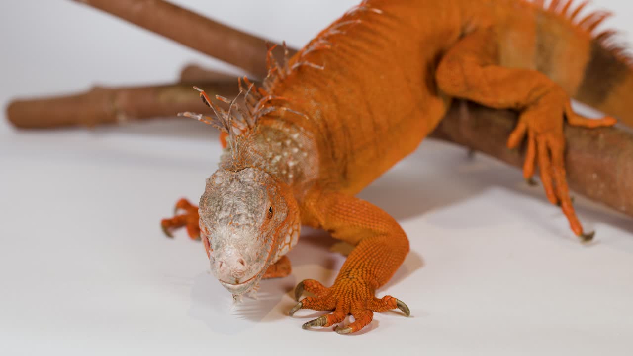 Una iguana naranja vibrante se posa en una rama sobre un fondo blanco con iluminación de estudio