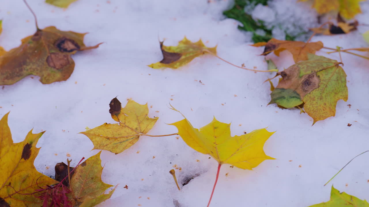 Colorful leaves on snow, autumn meets winter, peaceful scene