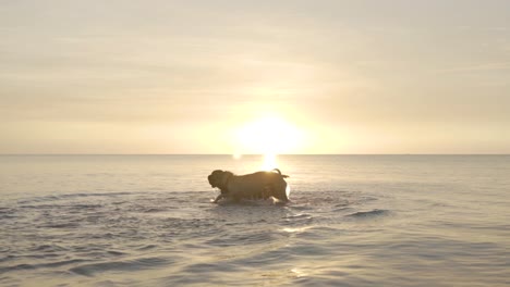 dog running to a ball in slow motion on the beach with a beautiful sunset.
