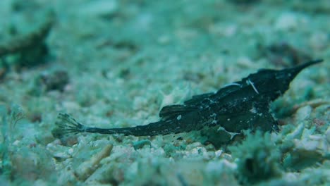 Bony-Armored-Juvenile-Slender-Seamoth-Pegasus-Volitans-Searches-for-Food-on-Sand