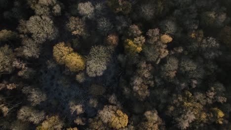 Woodland-Autumn-Winter-Birds-Eye-View-Tree-Canopy-Aerial-Flyover-Forest-Warwickshire-UK