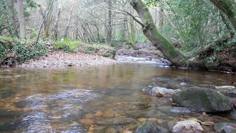 Old-rural-copper-mine-stony-river-flowing-through-woodland-forest-wilderness-left-dolly