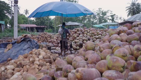 a worker surrounded by massive piles of coconuts and husks under a blue umbrella at an outdoor market or processing area