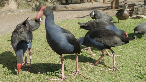 Schar-Lilafarbener-Schwamhühner,-Die-Sich-Auf-Dem-Gras-Neben-Einem-Teich-Ernähren