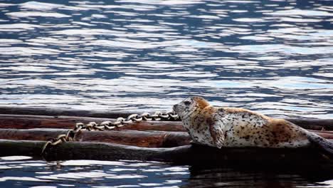 seal rests on wood in sea as another emerges from water, long shot