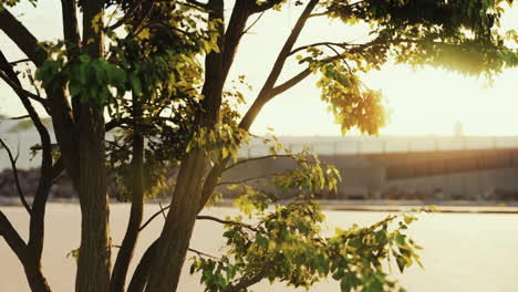 puesta de sol sobre la ciudad con el árbol en primer plano