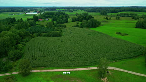 drone descends to country dirt road and dense agriculture farmland of crop in thick rows