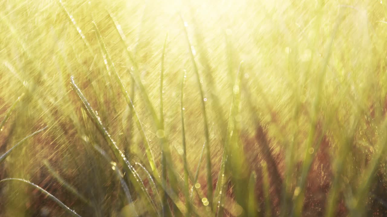 Dew-kissed Grass in Sunlight