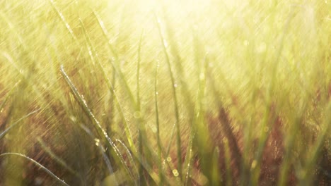 dew-kissed grass in sunlight