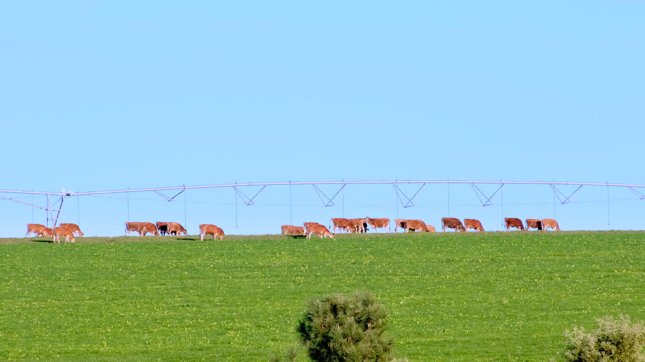 Cows grazing in a green field with an irrigation system