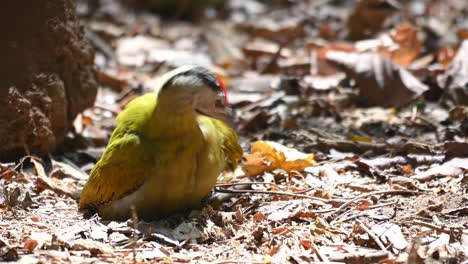 Pájaro-Carpintero-De-Cabeza-Gris,-Picus-Canus