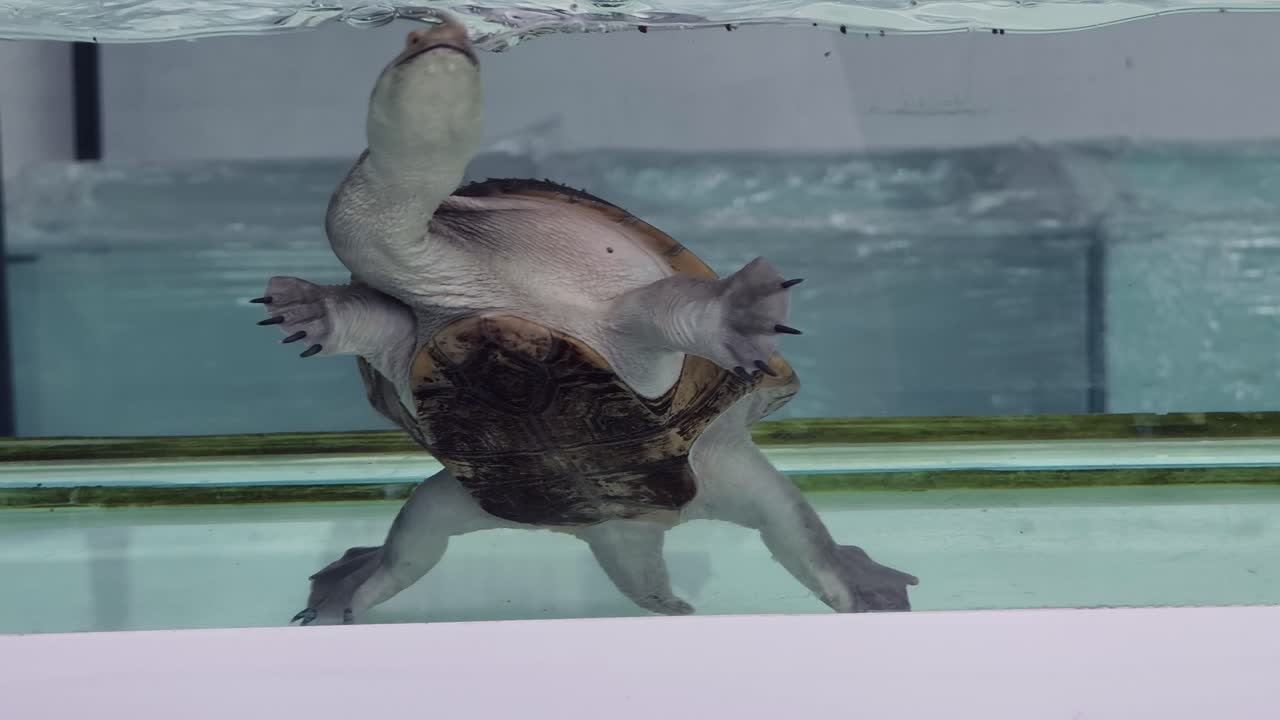 tortuga en el acuario