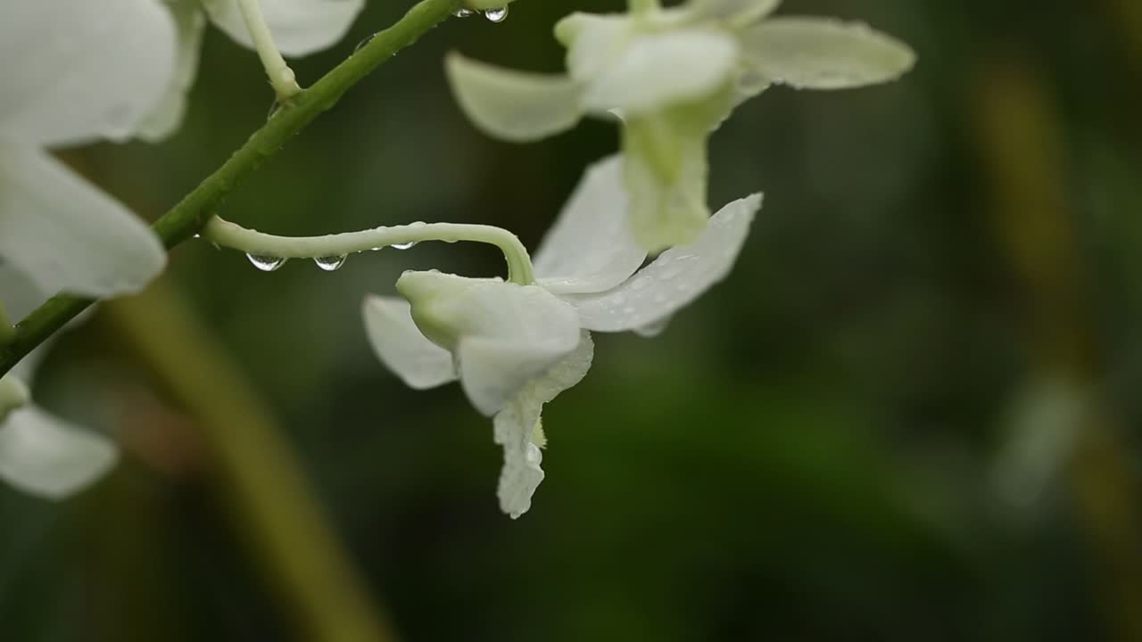 imágenes de cerca de una hermosa orquídea blanca