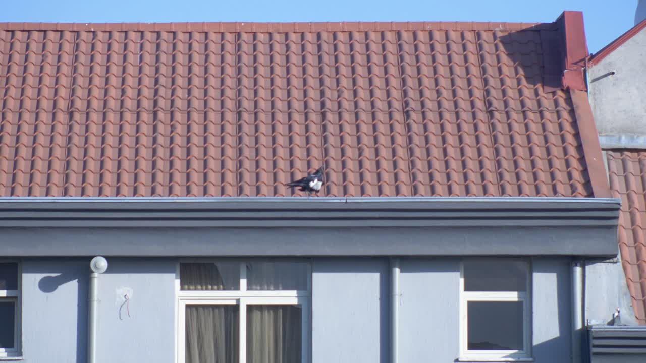 cuando los cuervos encuentran algo para comer, pueden compartirlo después de aterrizar en lo alto de un edificio grande y disfrutar de su comida.