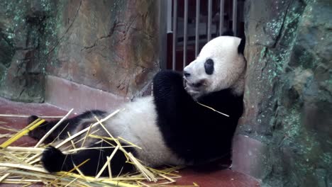 panda comiendo bambú