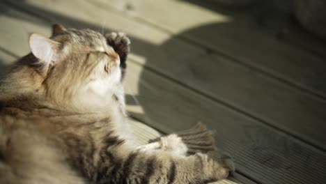 cat licking an grooming itself while laying on the wooden floor