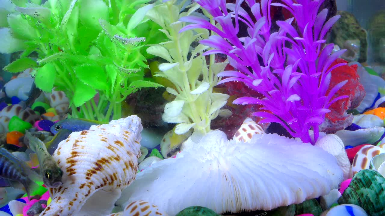 peces bajo el agua en un acuario colorido