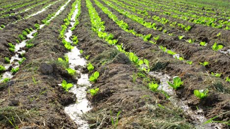 the field where various lettuces are grown is im watered by irrigation system. agriculture concept