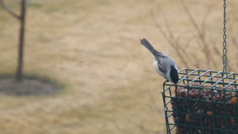 close up of a black-capped chickadee at a back yard feeder