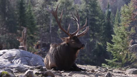 elk bull autumn leaves falling epic slow motion