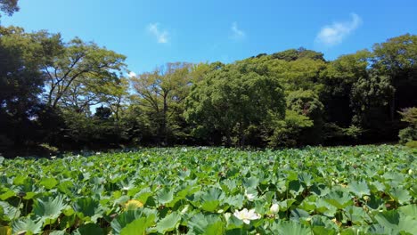 the beautiful view in kamakura