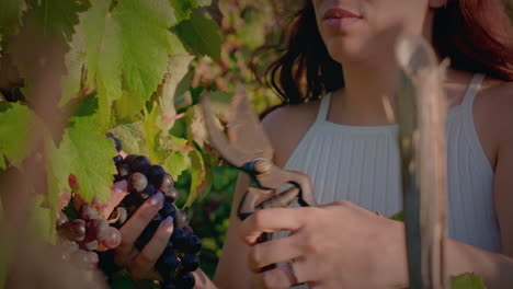 Weinbergmädchen-Erntet-Eine-Rote-Traube,-Riecht-Daran-Und-Lächelt-In-Zeitlupe