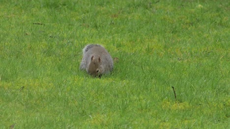 Ardilla-Gris-Olfateando-Hierba-En-Busca-De-Comida