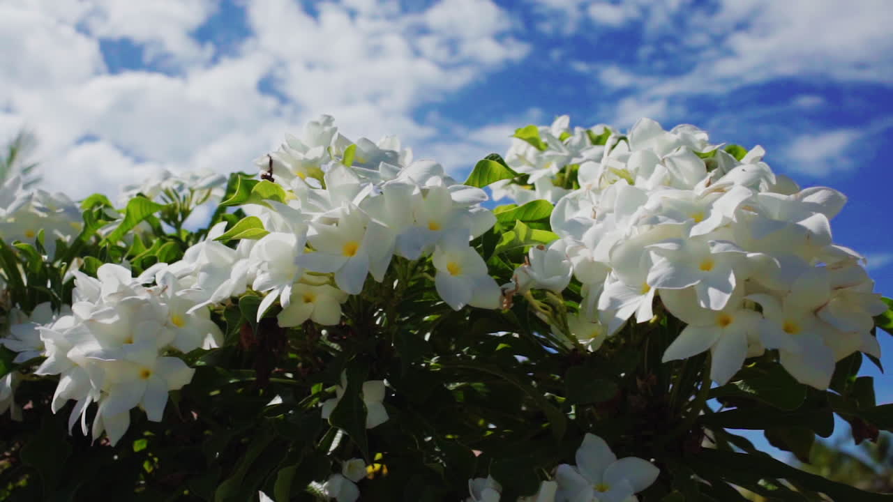 A beautifull day with the image of a tree full of flowers.